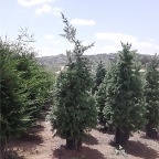 6-7'-Cedar-Pines